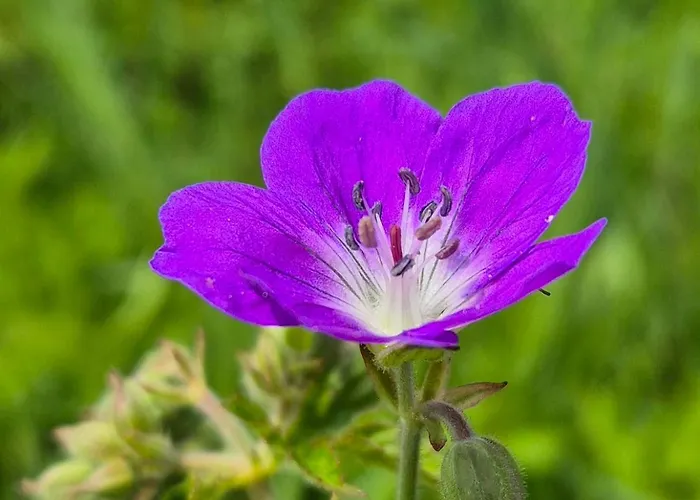 Kaufmann * Westendorf