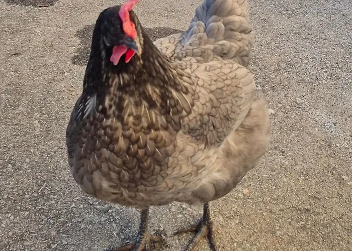 Lejlighed Kaufmann *