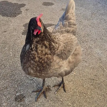 Appartement Kaufmann *